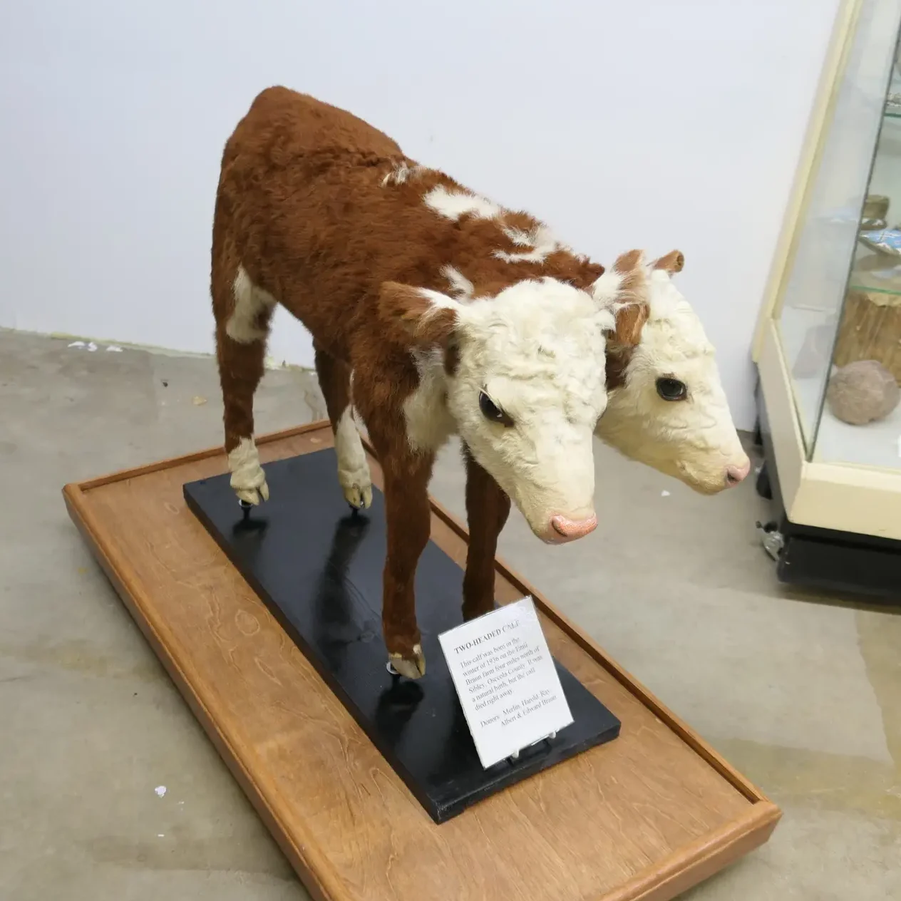 Two-headed calf born in 1936 on the Emil Braun farm near Sibley — a unique taxidermy exhibit at McCallum Museum, Osceola County, Iowa